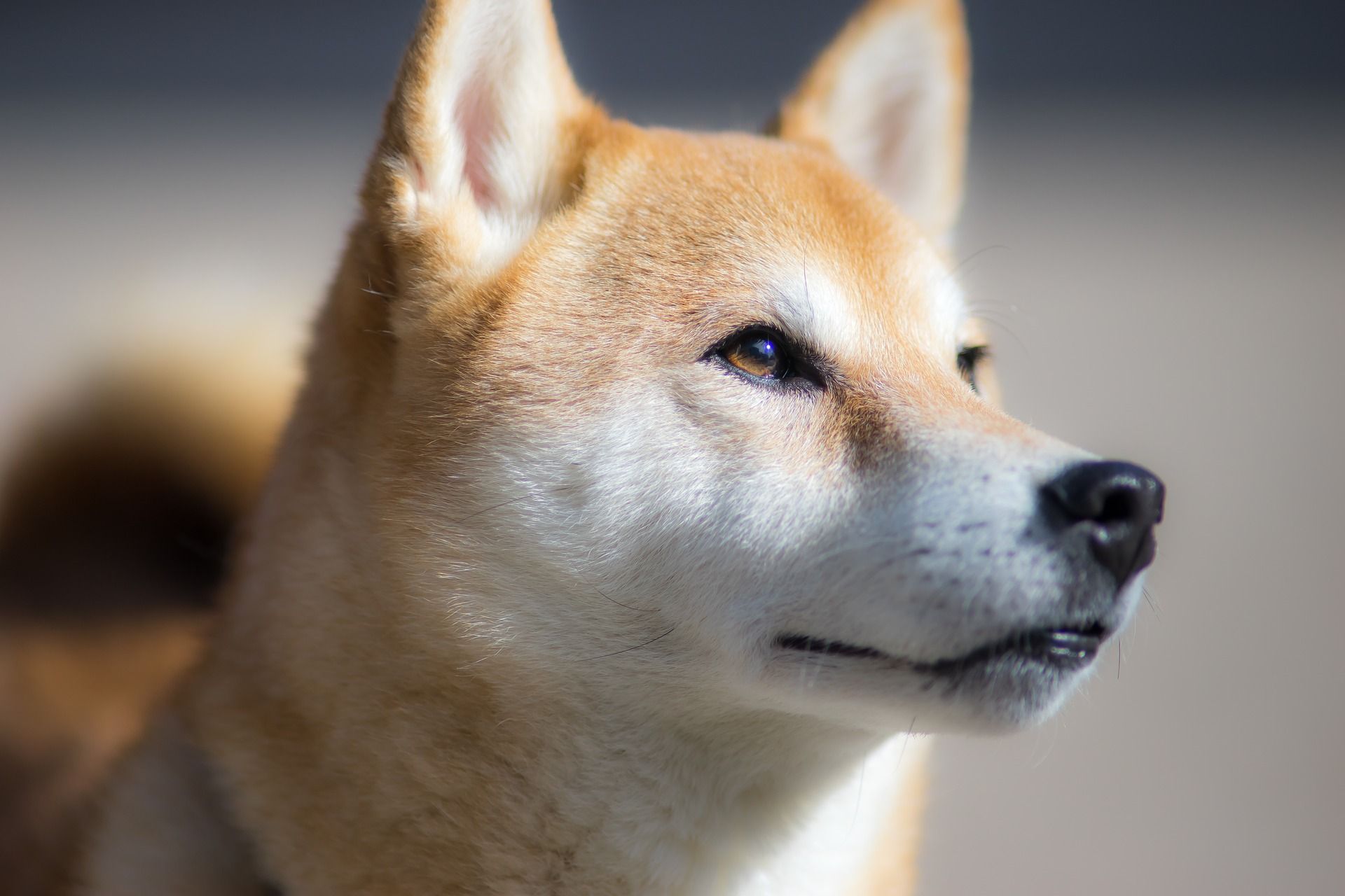 SHIBA INU (SHIB), CHILIZ (CHZ) VE KEEP NETWORK (KEEP) COİNBASE PRO HABERİYLE YÜKSELDİ