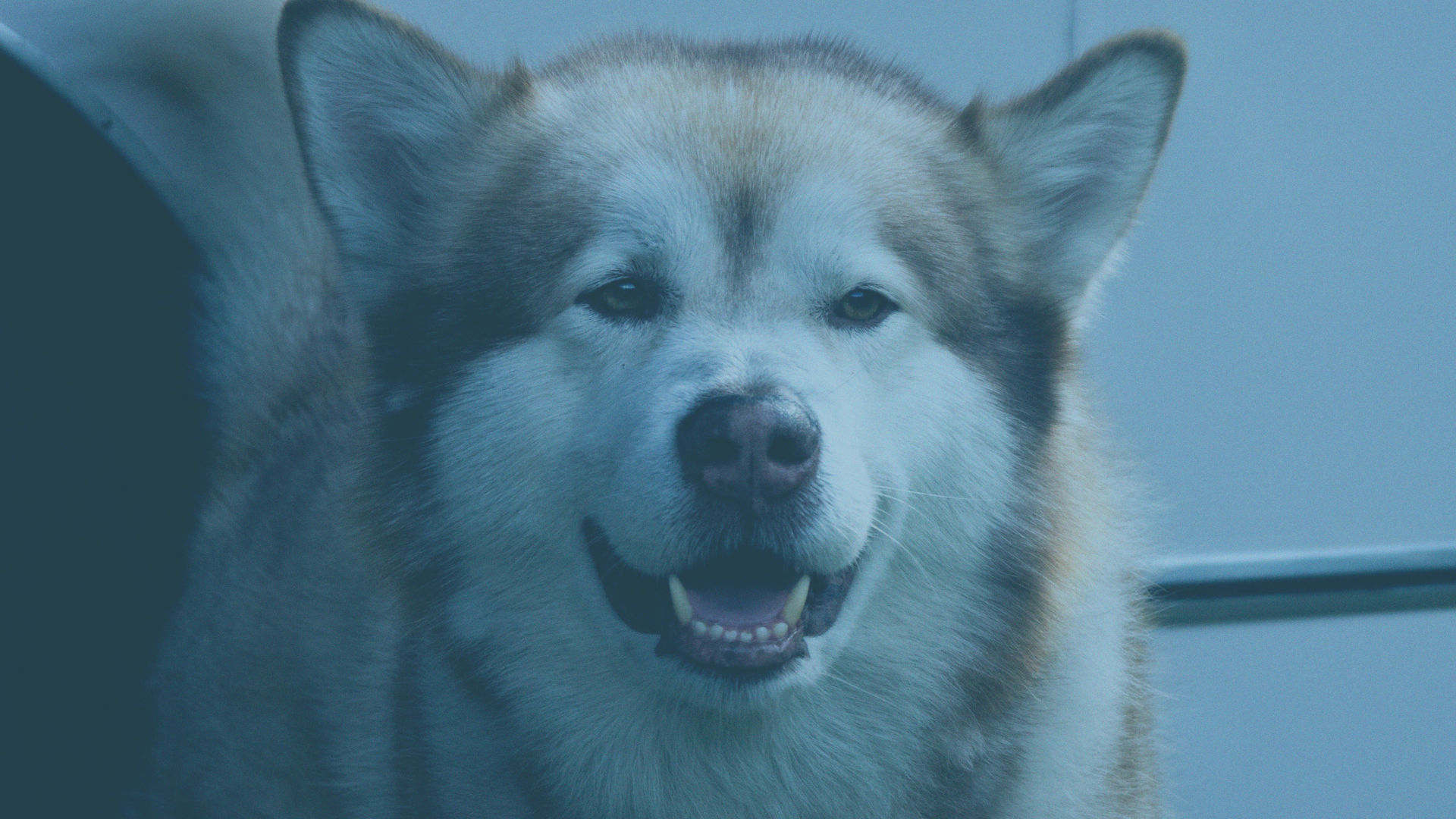 DOGECOİN ve SHIBA INU, HAFTALIK YÜKSELİŞİNİ SÜRDÜRÜYOR